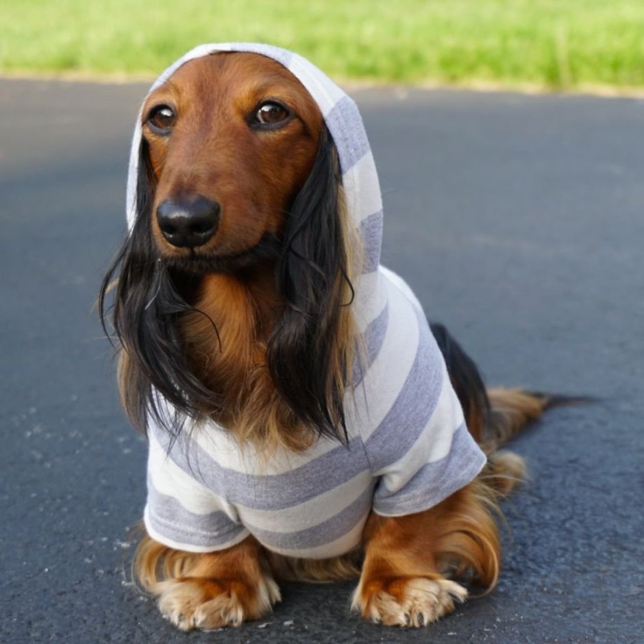 Такса и дог