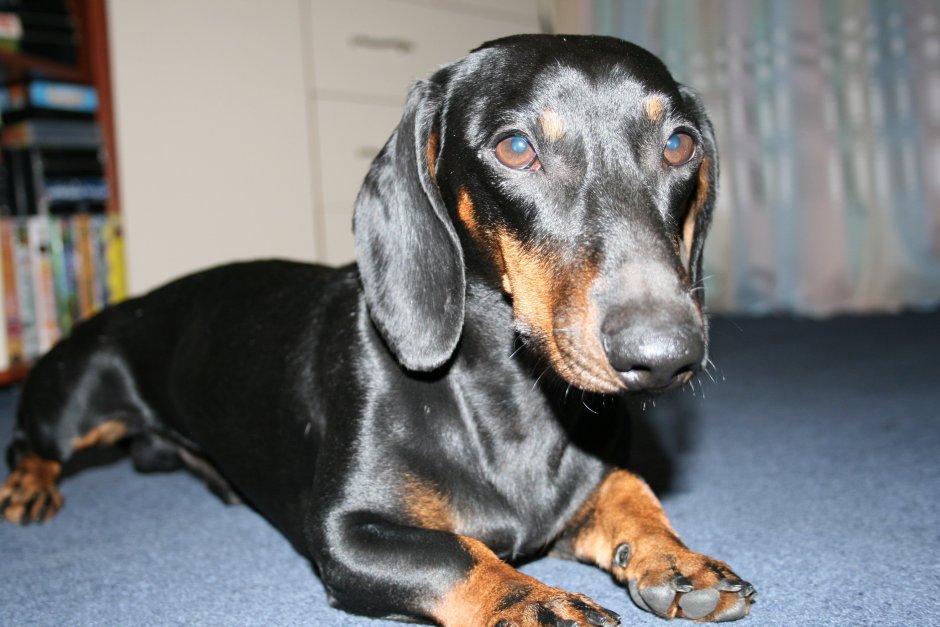 Таксы испанско германские