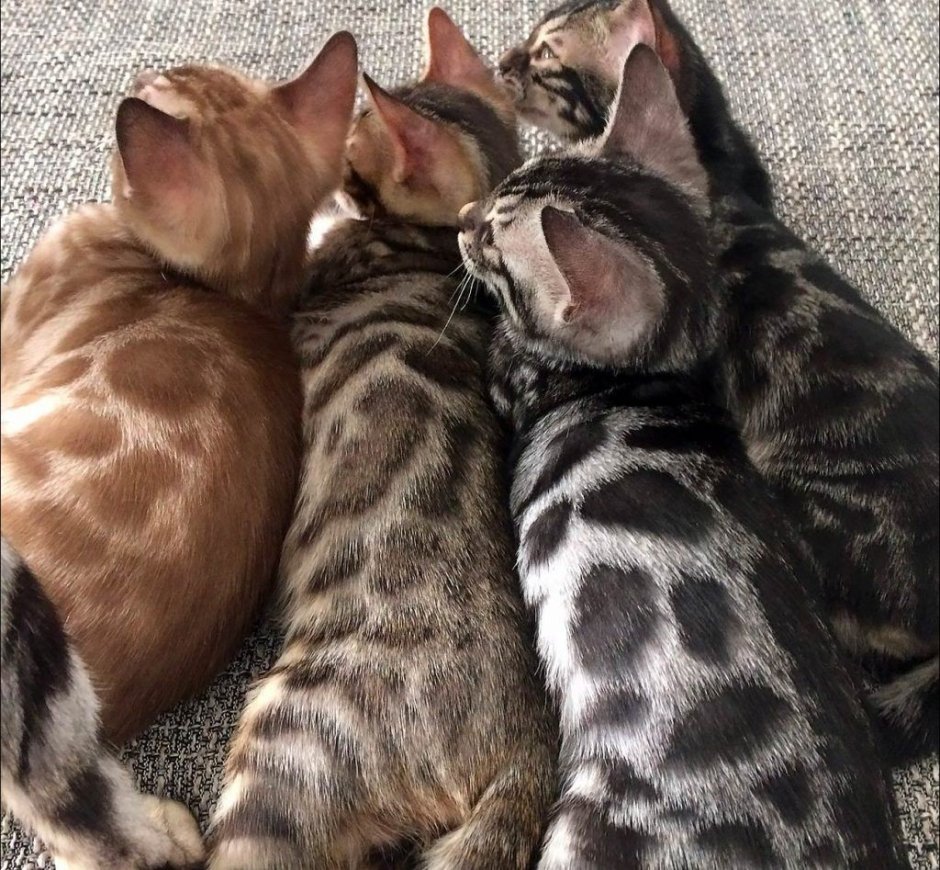Бенгальский кот расцветки