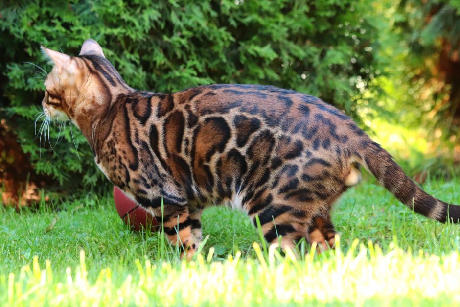 Бенгальский кот