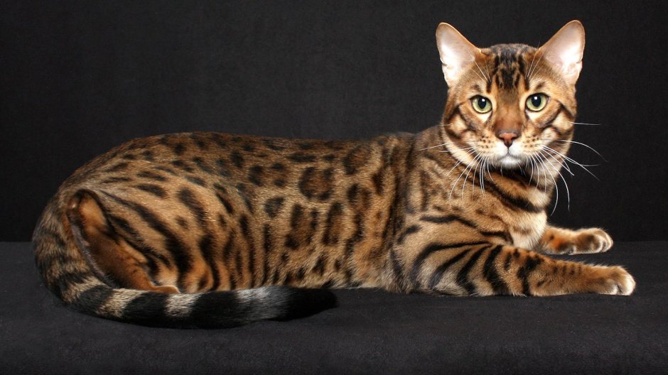 Бенгальский кот полосатый