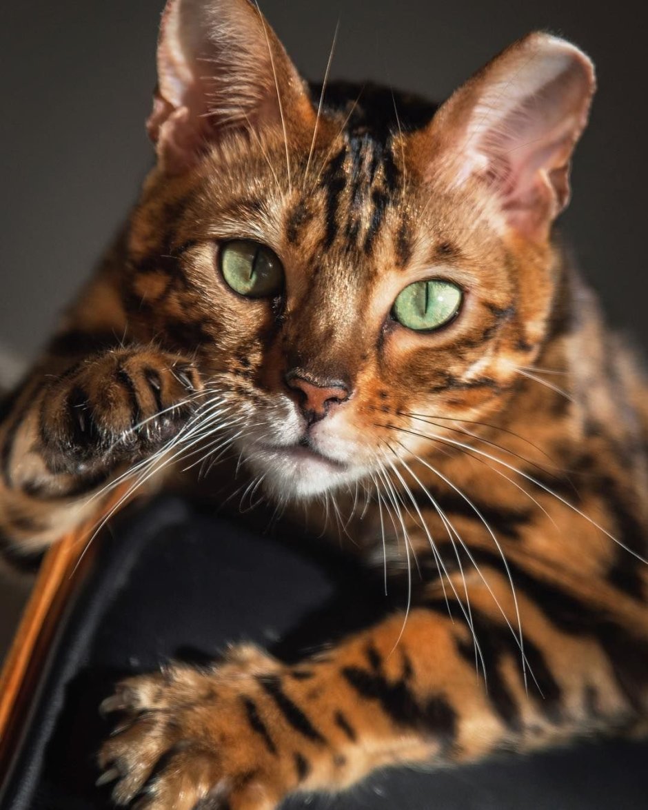 Бенгальская кошка