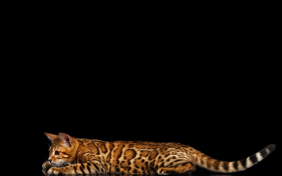 Бенгальский кот