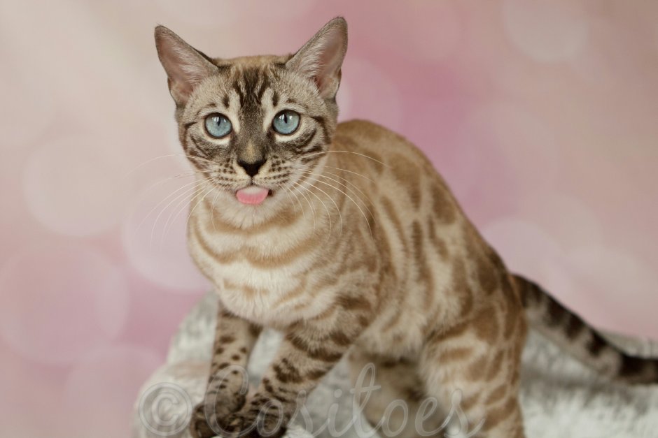 Бенгальская кошка Линкс