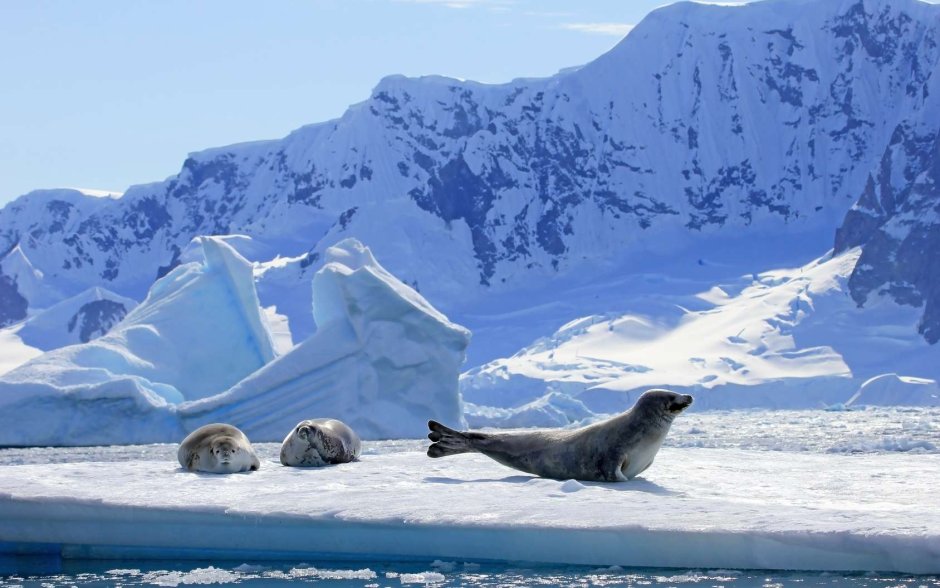 Seal in Mountain