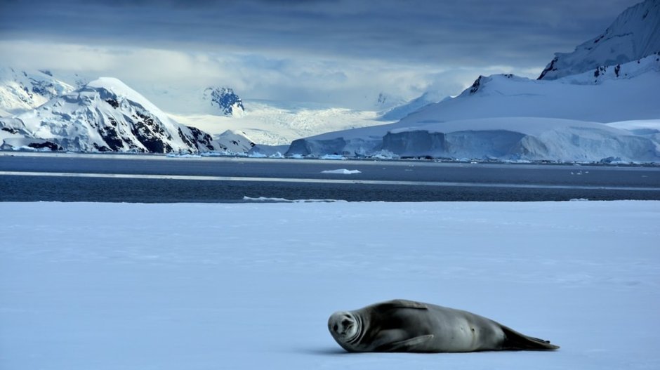 Антарктида Seals
