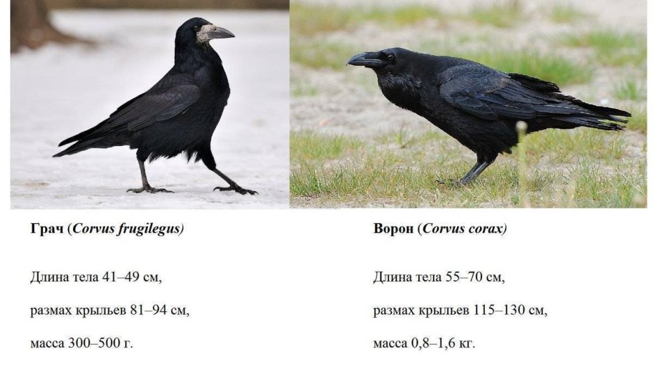 Отличие Грача от вороны