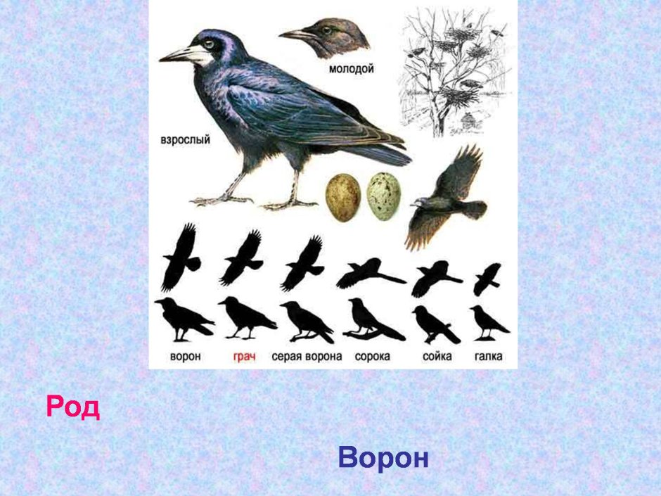 Грач самец и самка