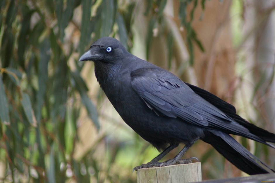 Corvus frugilegus размножение