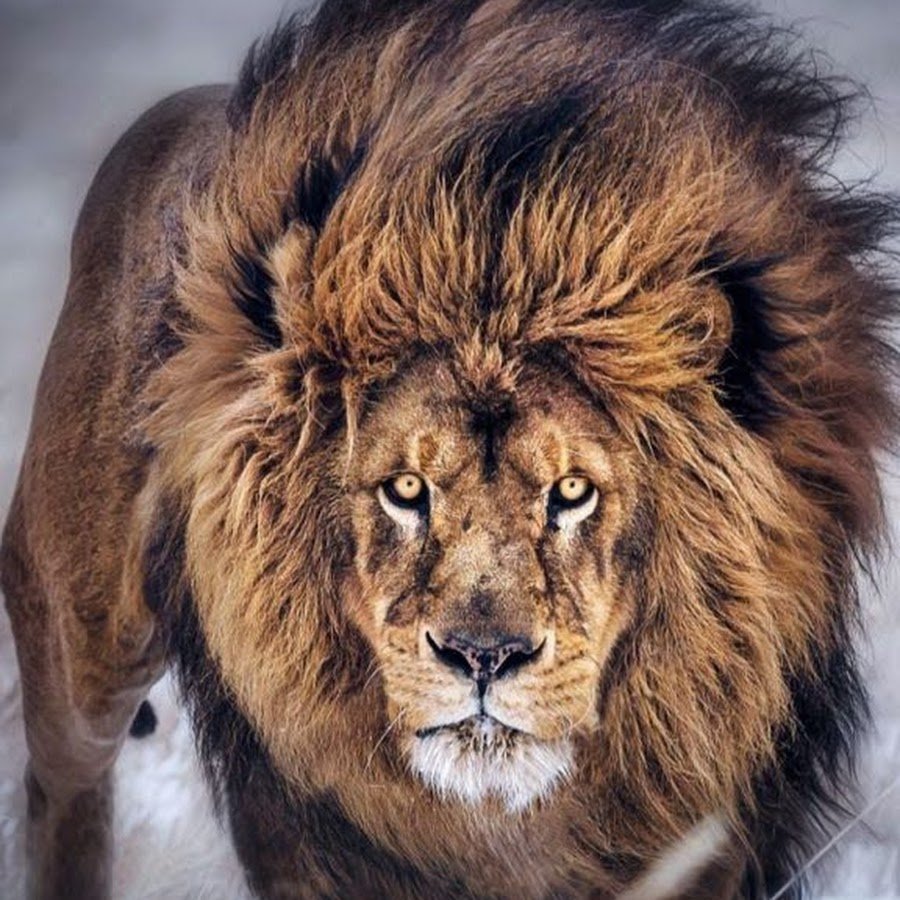 Лев львица и Львенок