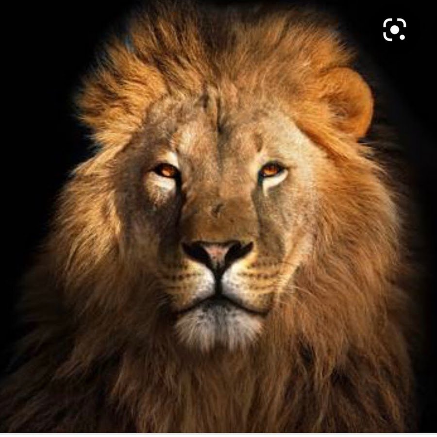 Морда Льва