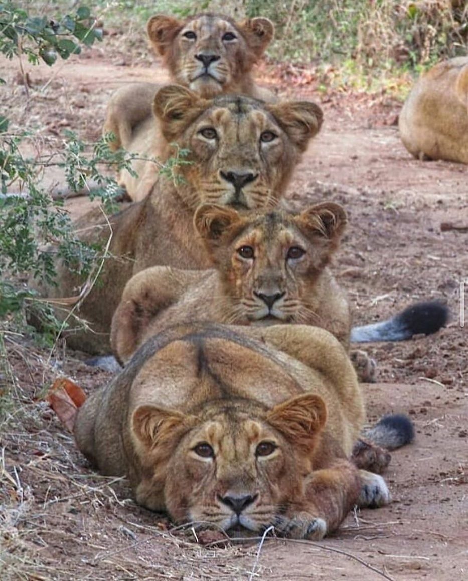 Львица с 3 львятами
