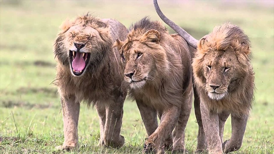 Лев львица и Львенок семья