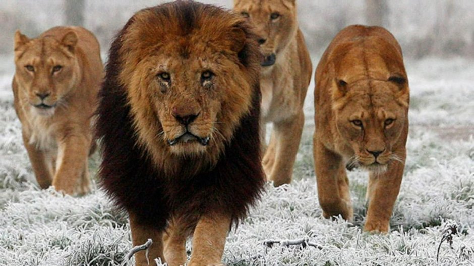 Лев львица и Львенок семья