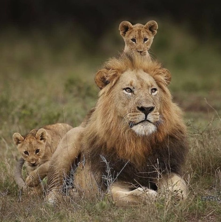 Прайд Львов