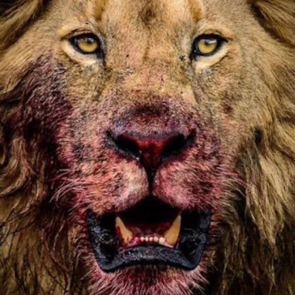 Король Лев фильм 2019 Муфаса