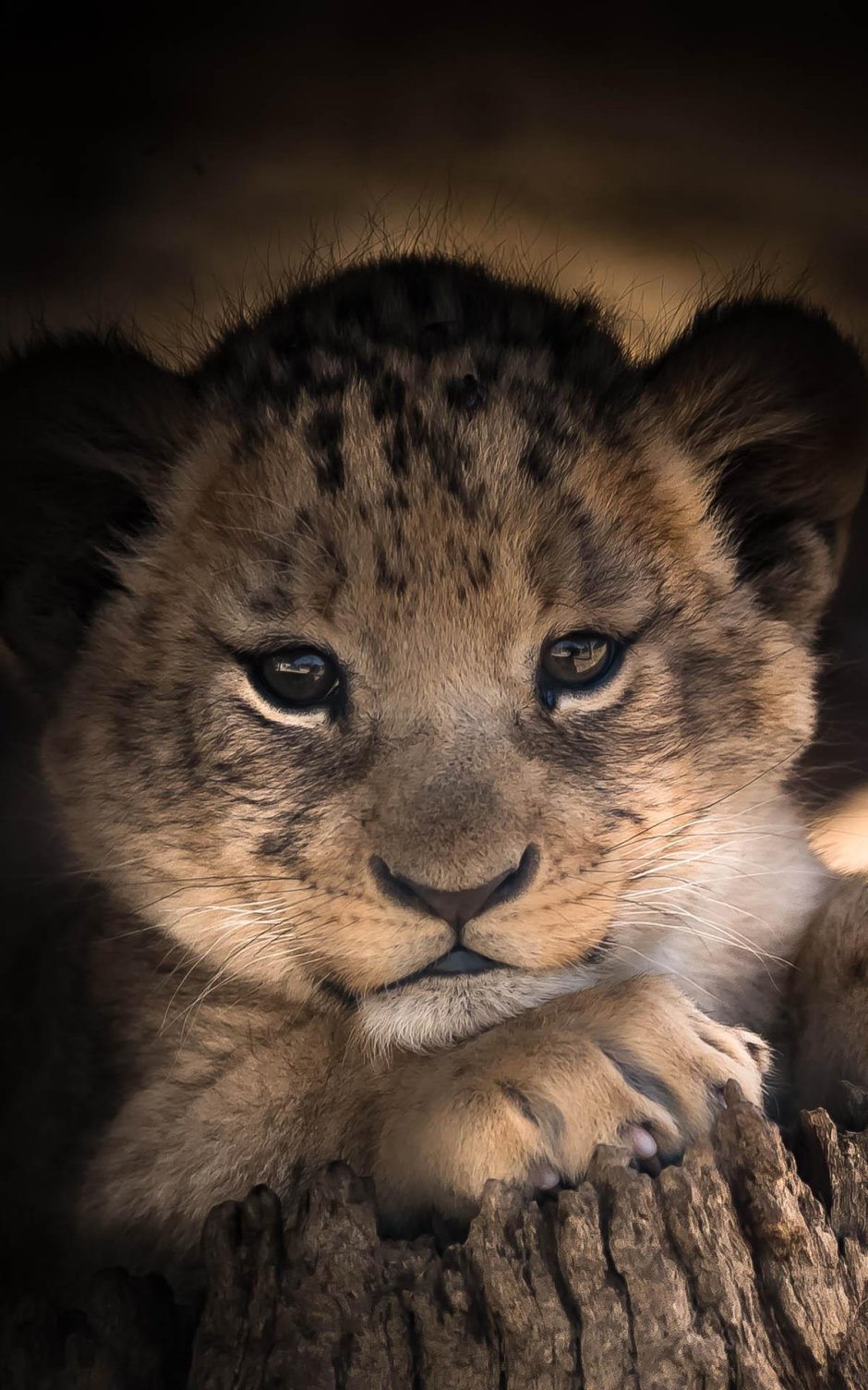 Спокойный Лев