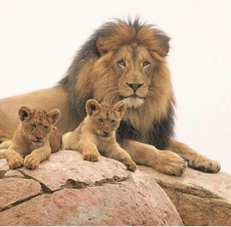 Король Лев 2019 Муфаса