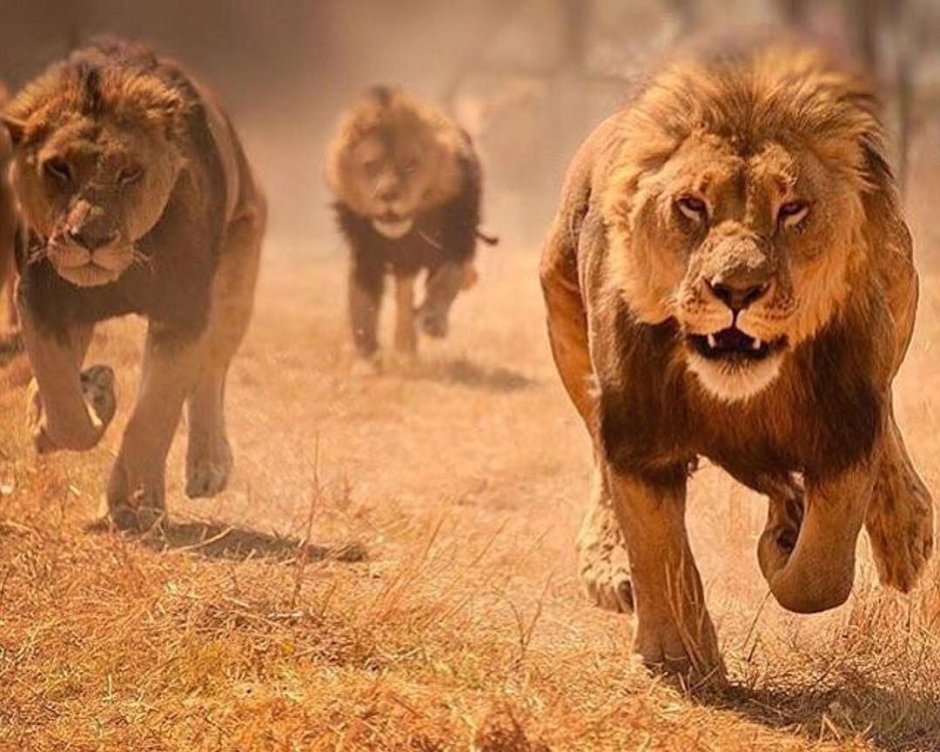 Весы напольные Яромир Яр-4206 Лев