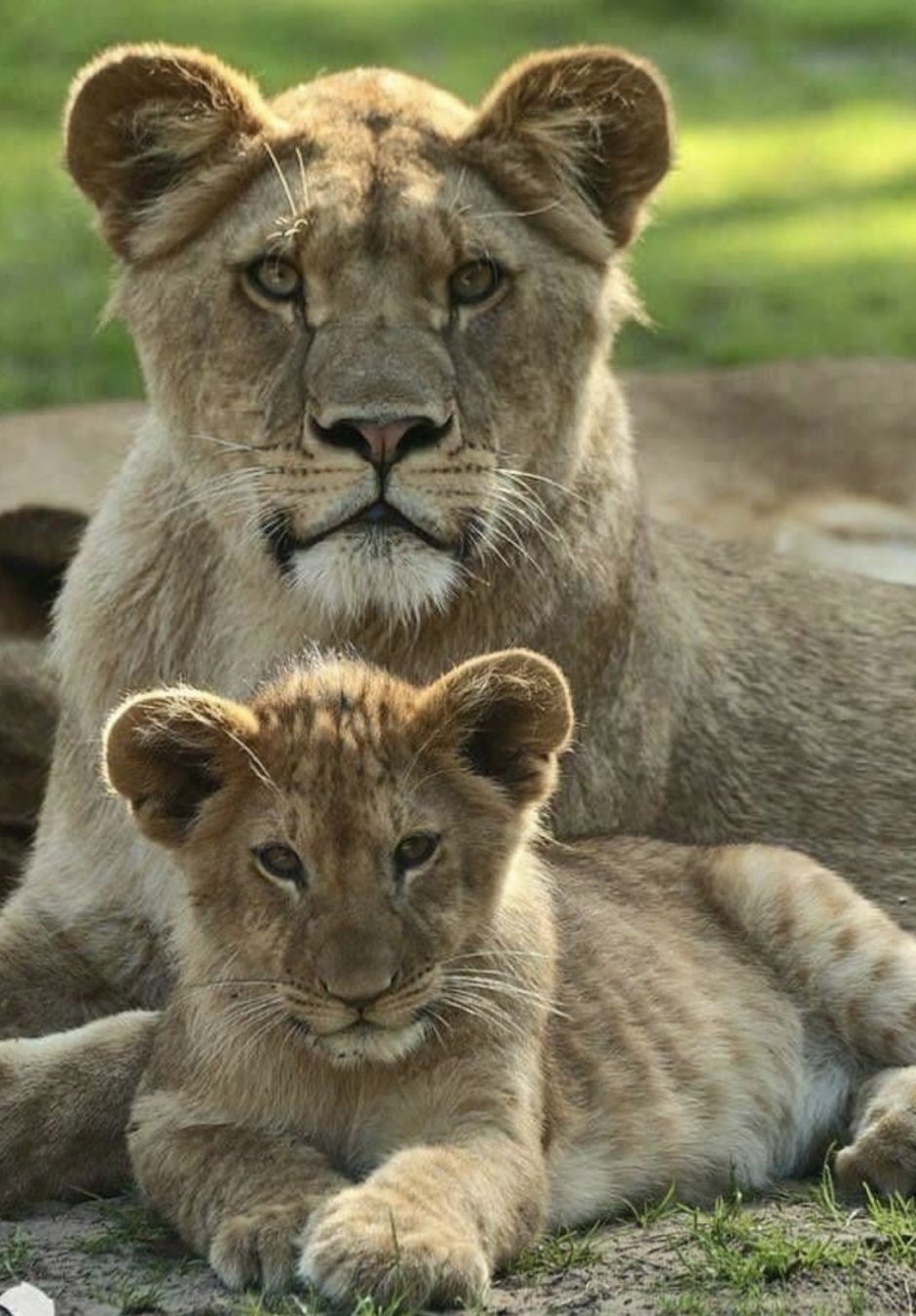 Золотой Лев логотип