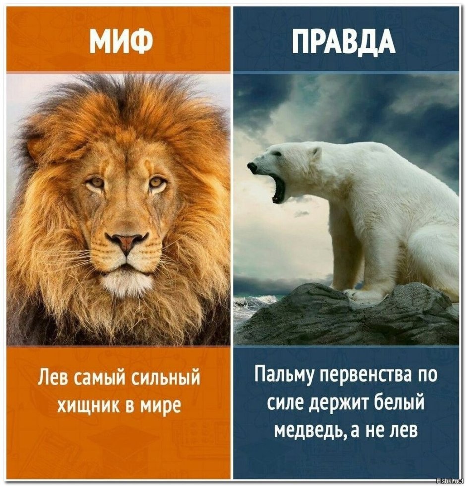 Львенок в доме