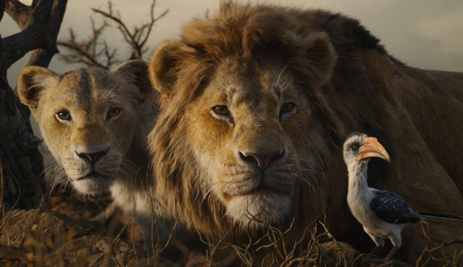 Заставка на телефон Лев