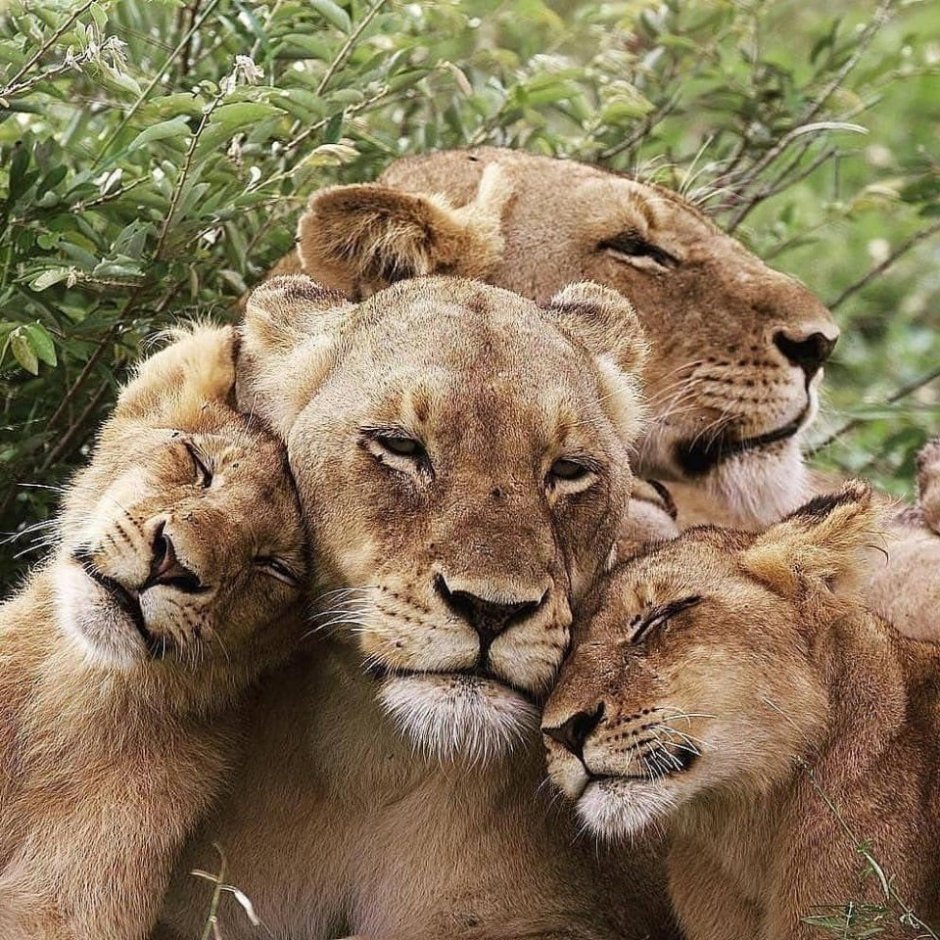 Обои на айфон Лев