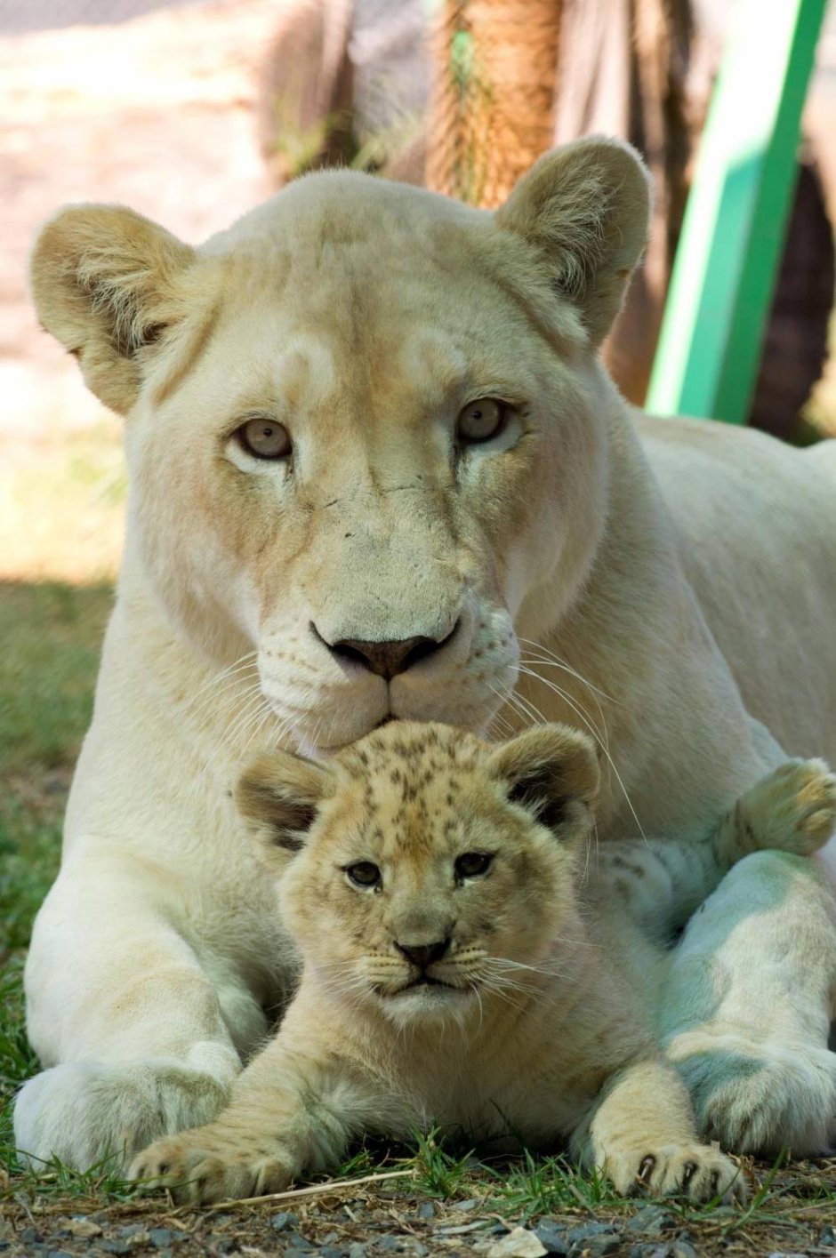 Львиный Прайд