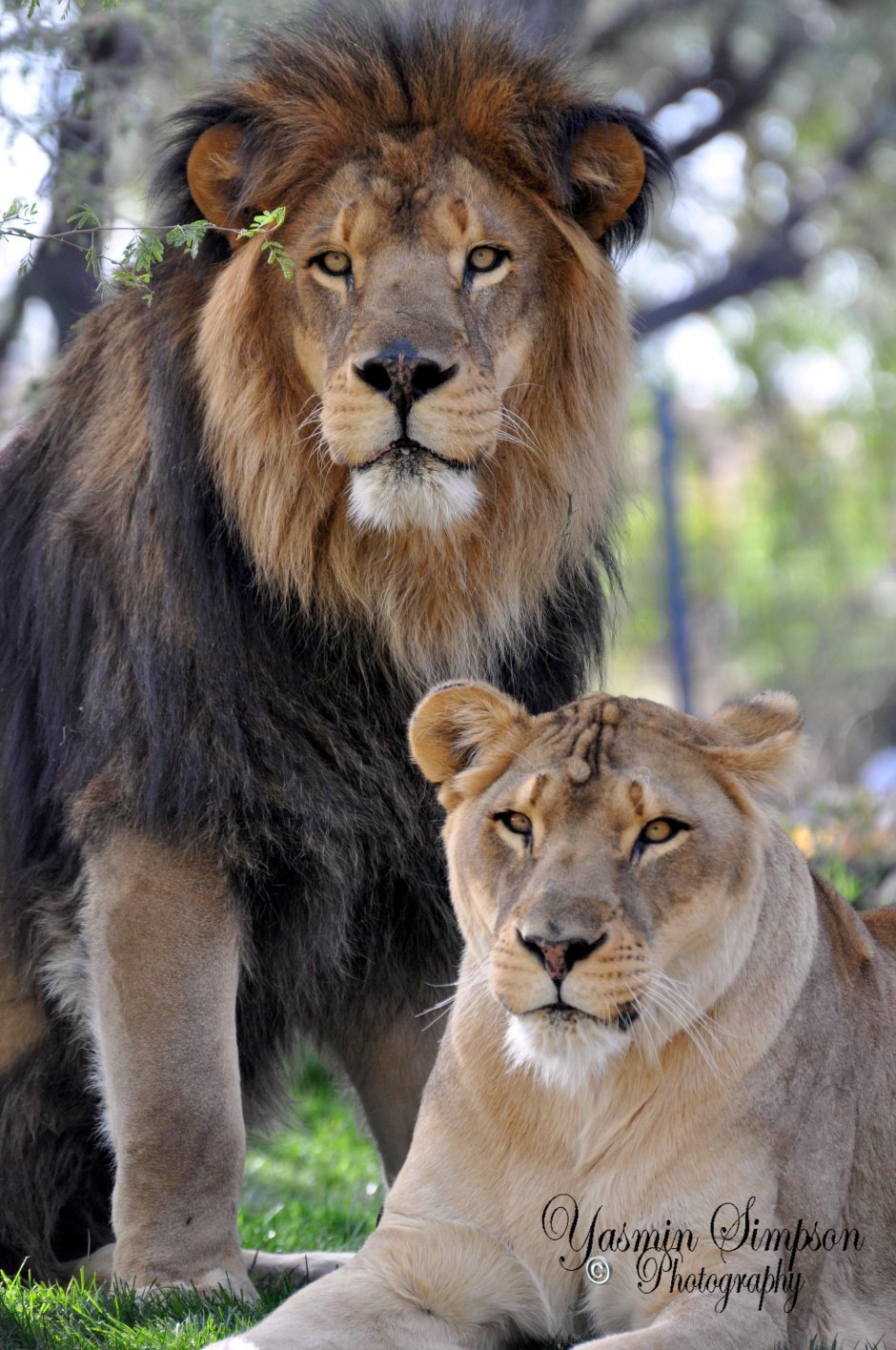 Король Лев фильм 2019