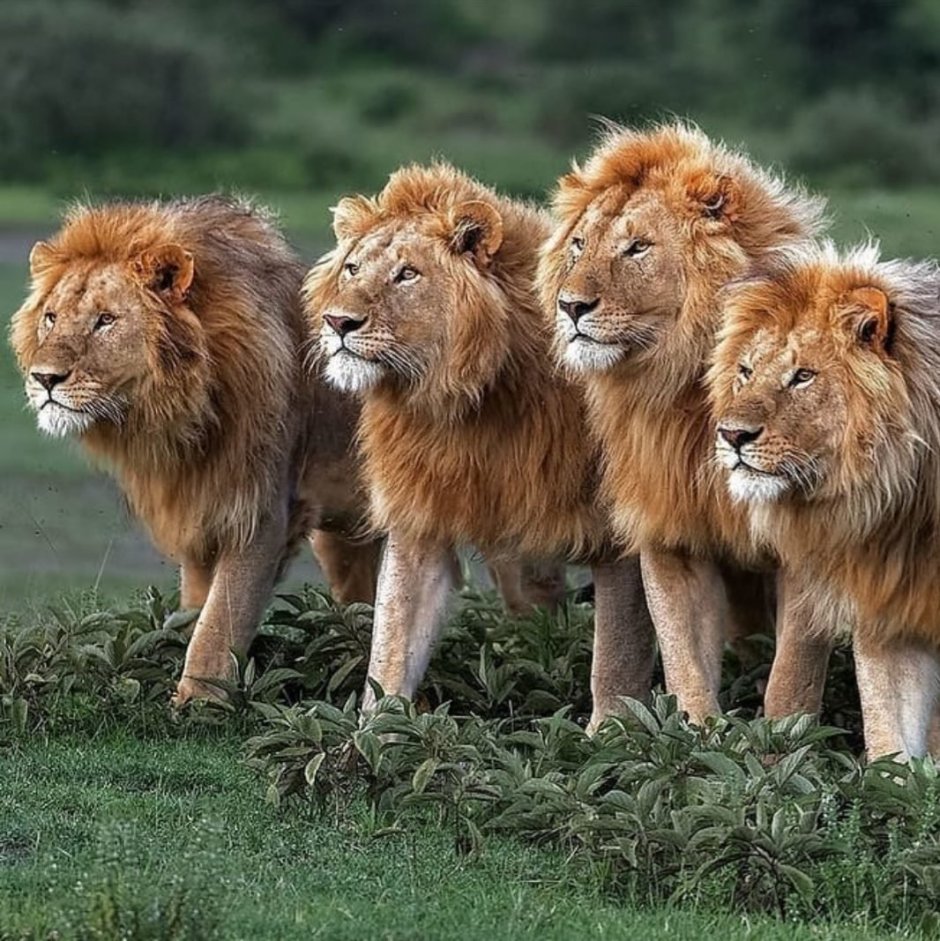 Лев львица и Львенок семья