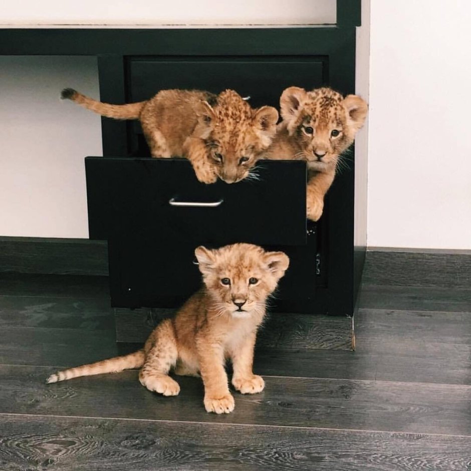 Домашний Львенок