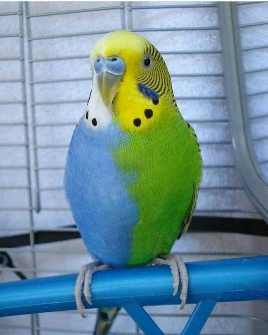 Harlequin Macaw попугай