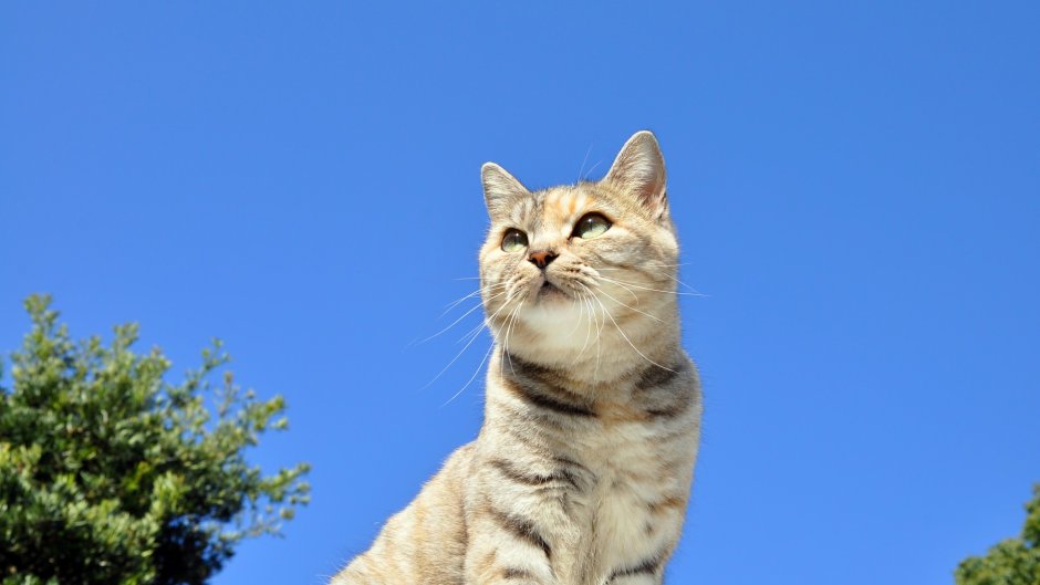 Кошка Весна