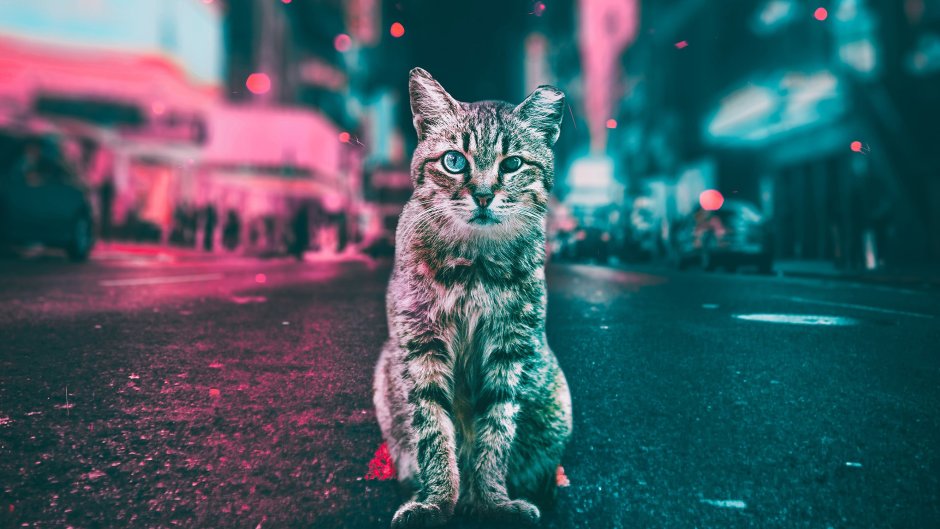 Обои кошки