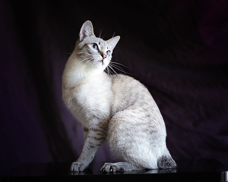Тайский кот табби Пойнт