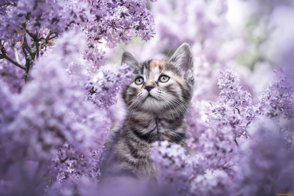Котик суши на обои