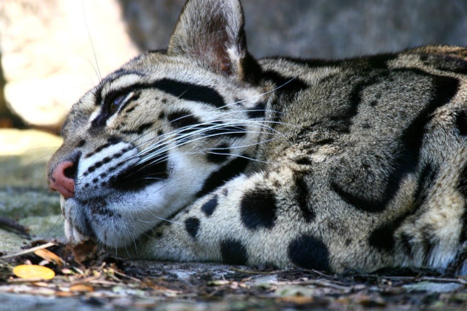 Кошачий автомобиль