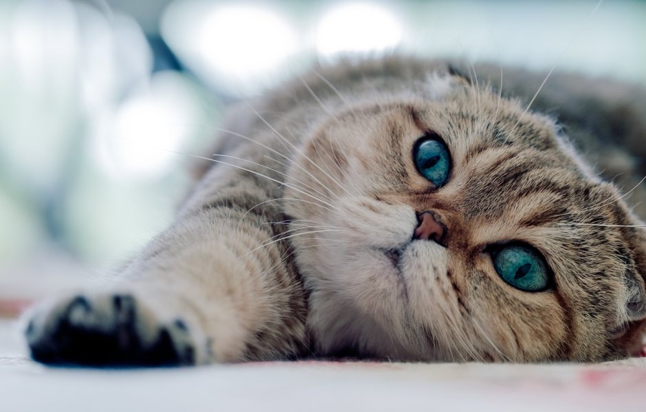 Кот арт