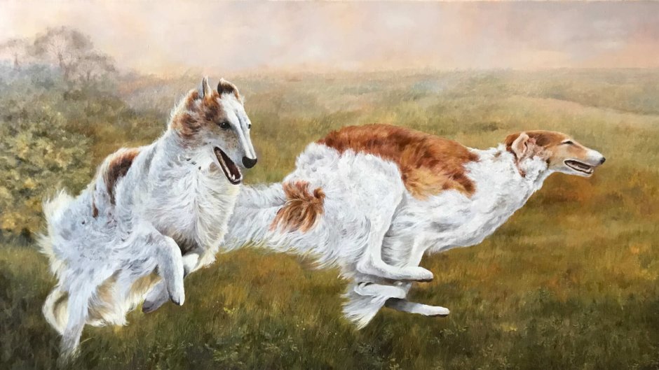 Русская борзая Себастьян