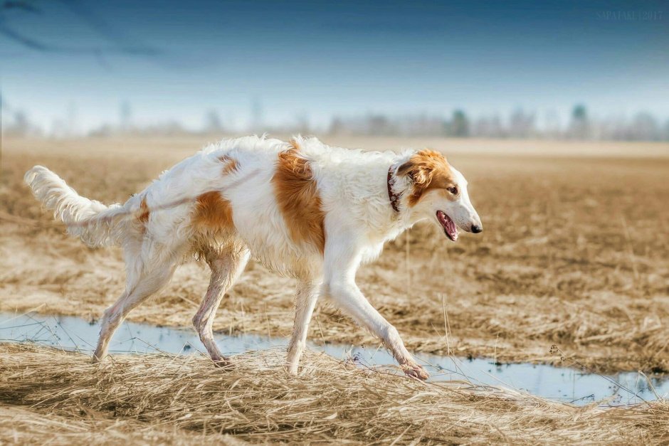 Русская гончая борзая