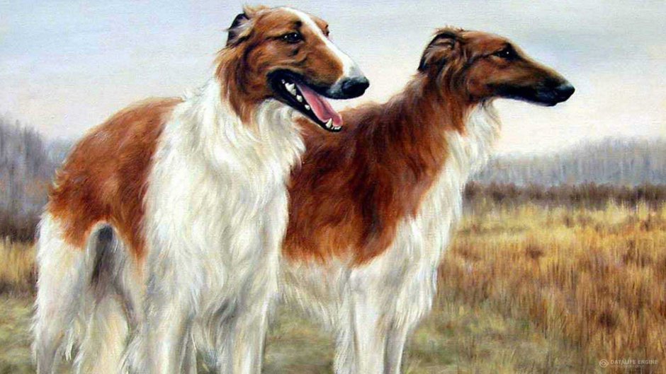 Русская псовая борзая породы собак