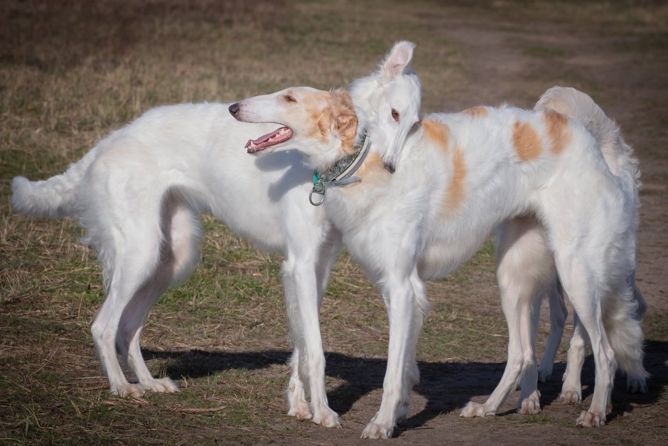 Русская псовая борзая короткошерстная