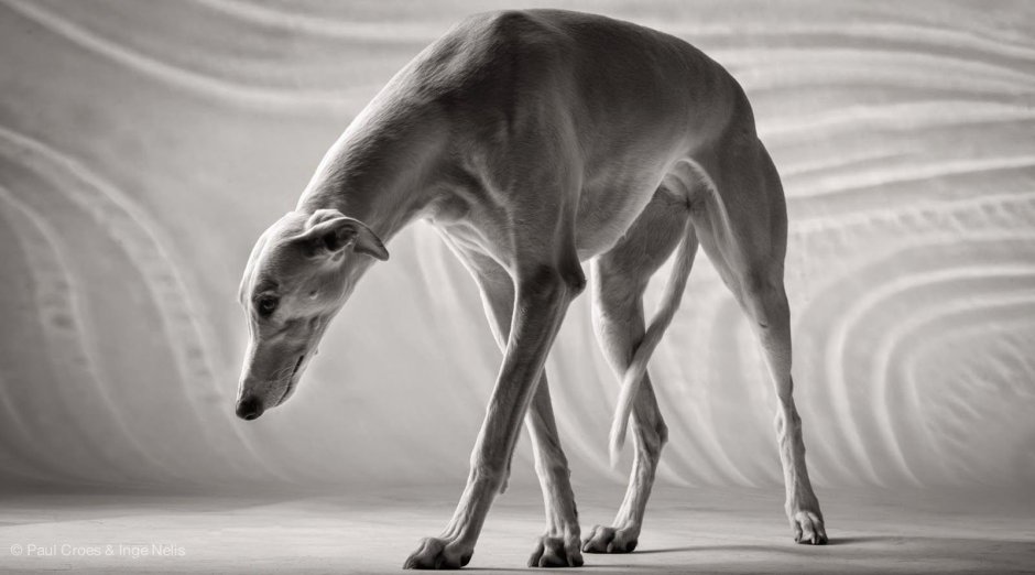 Левретка и русская псовая борзая