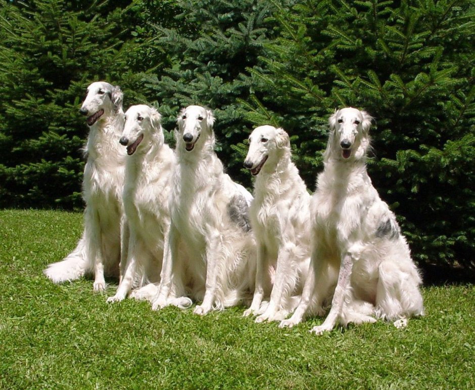 Порода собак русская борзая