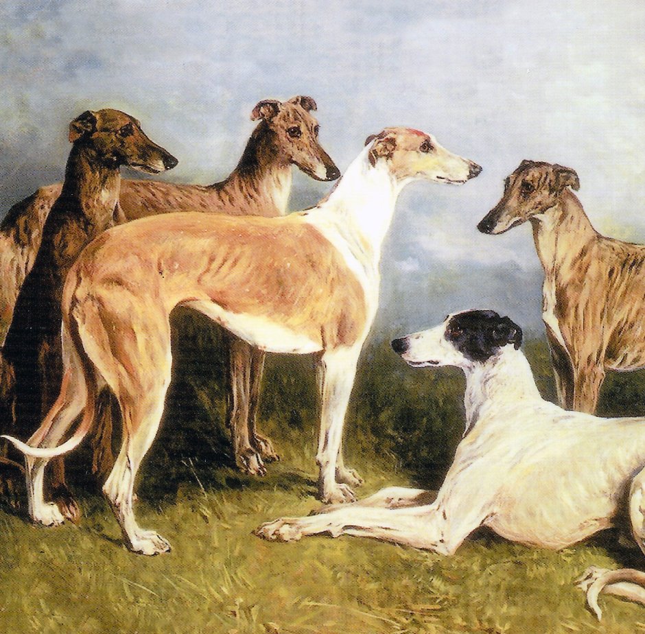 Борзая Грейхаунд хаунд арт
