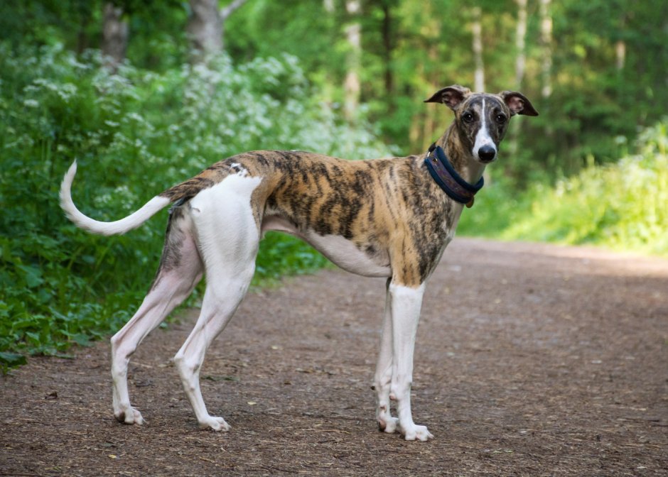 Испанский гальго