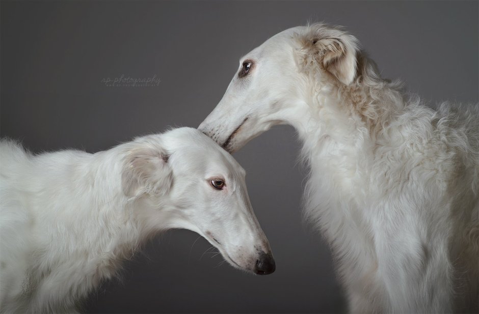 Русская псовая борзая и Уиппет