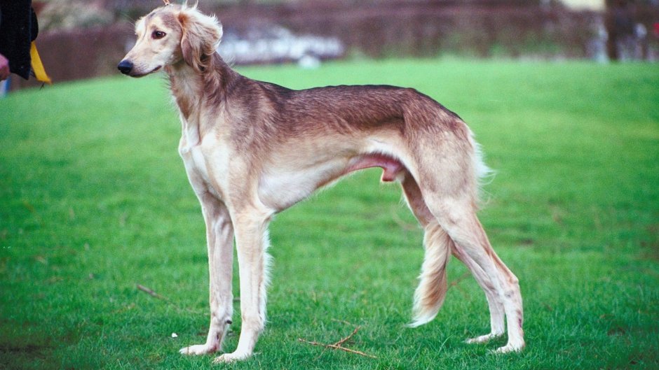 Салюки Олений Гризли