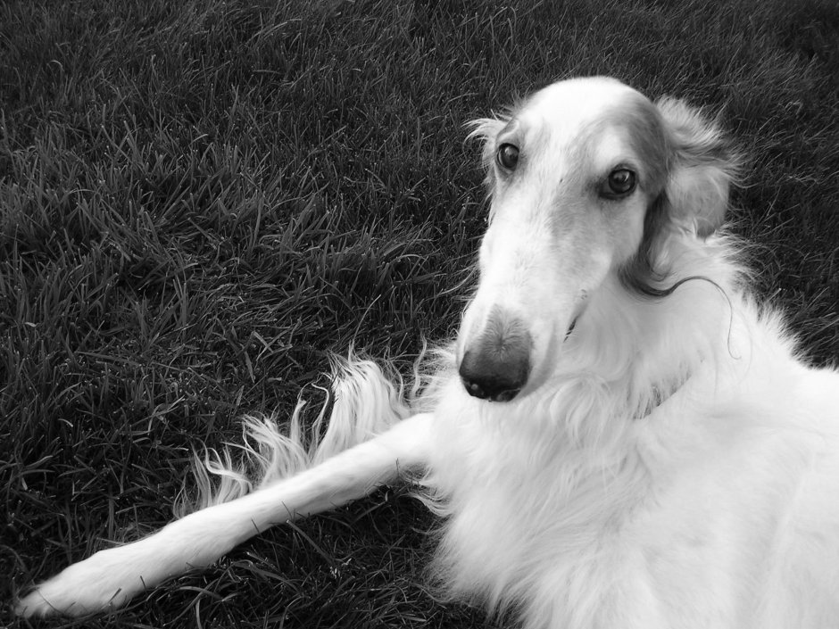 Русская псовая борзая белая