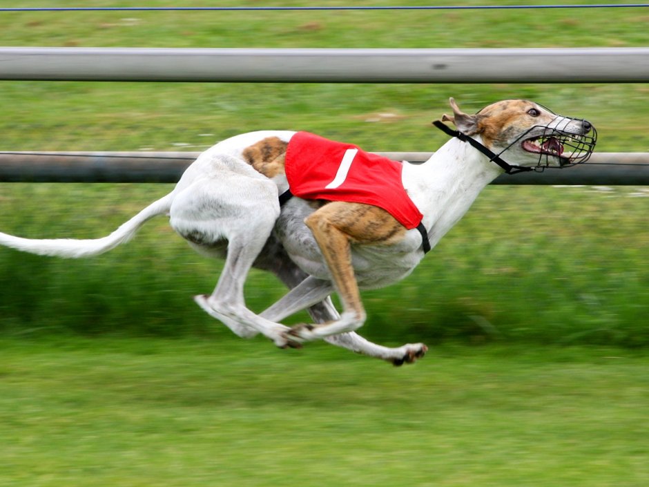 Грейхаунд байкджоринг